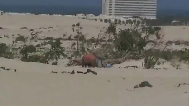 פורנו ללא רישום  סקס סקס עדן חינם חי עם אמא בוגרת